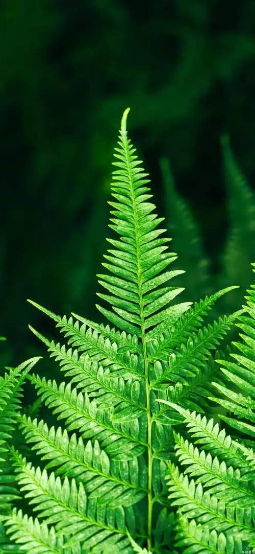 微信绿色全背景绿色护眼背景(高清护眼壁纸|生活因绿色而精彩) - 绿巢