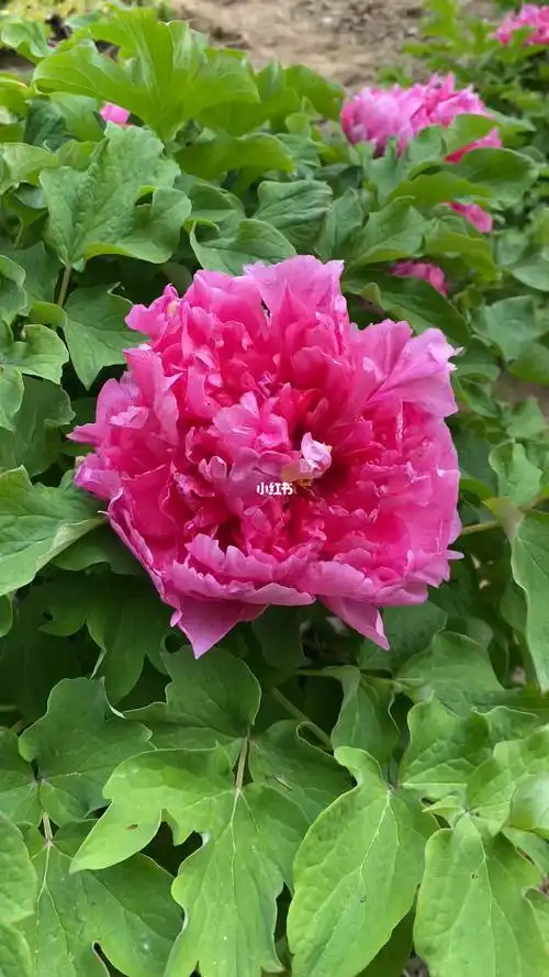 牡丹品种卷叶红