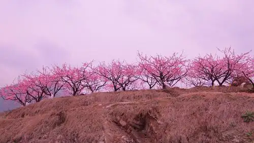 春风十里桃花红(浙中桃花源)