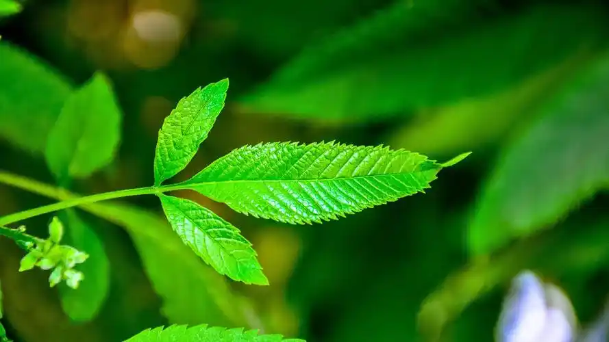 首页 桌面壁纸 植物壁纸 清新绿色护眼植物高清桌面壁纸 (6/ 6) 2019