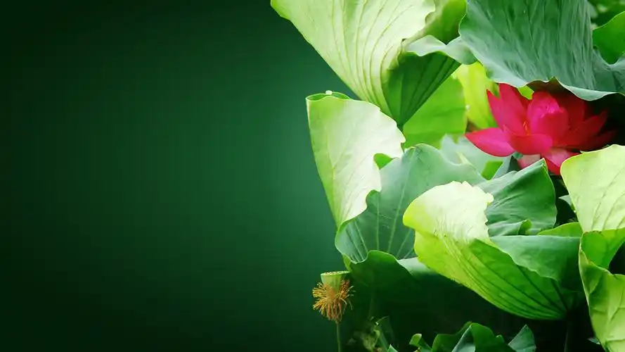 保护视力桌面壁纸(保护视力的屏保图片)