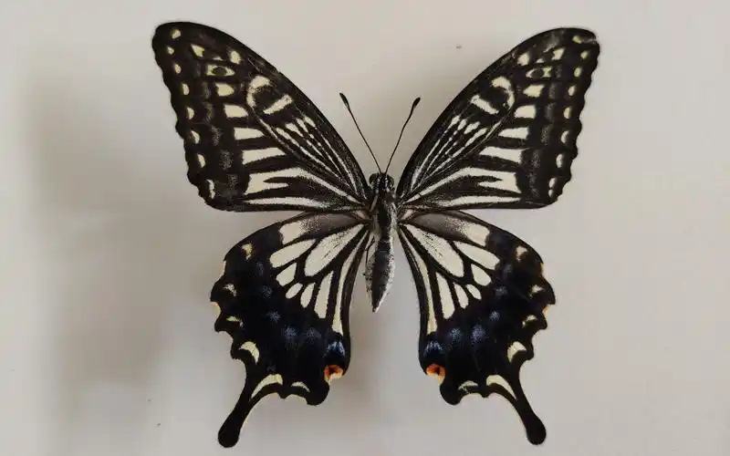 柑橘凤蝶标本_哔哩哔哩_bilibili