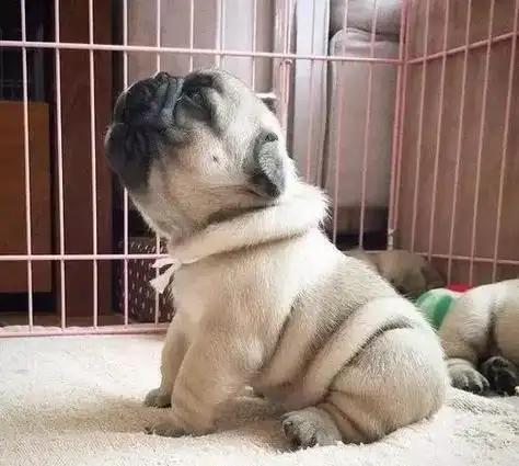 狗狗晚上老叫怎么办(狗狗吠叫原因与整治办法) - 胖萌舍宠物网