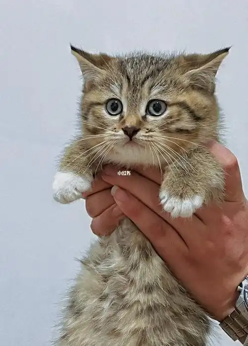 小公猫500小偿领养