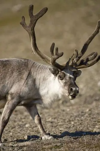 斯瓦尔巴德群岛驯鹿