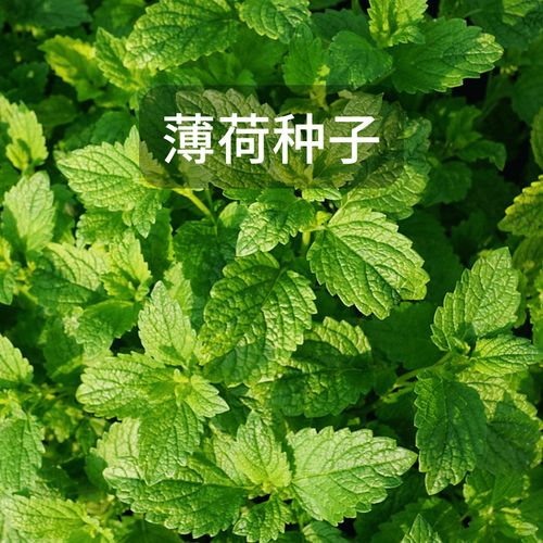 绿林花语可食用薄荷种子驱蚊留兰香绿薄荷四季易活室内盆栽猫薄荷叶种