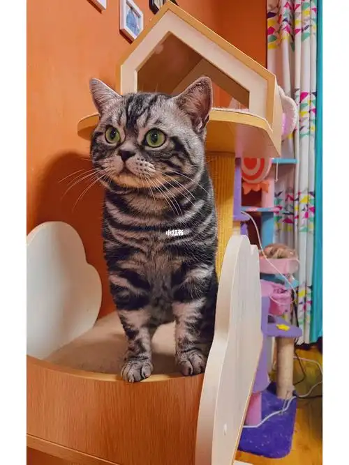 赛级美短  #美短虎斑  #cfa美国短毛猫  #兰州