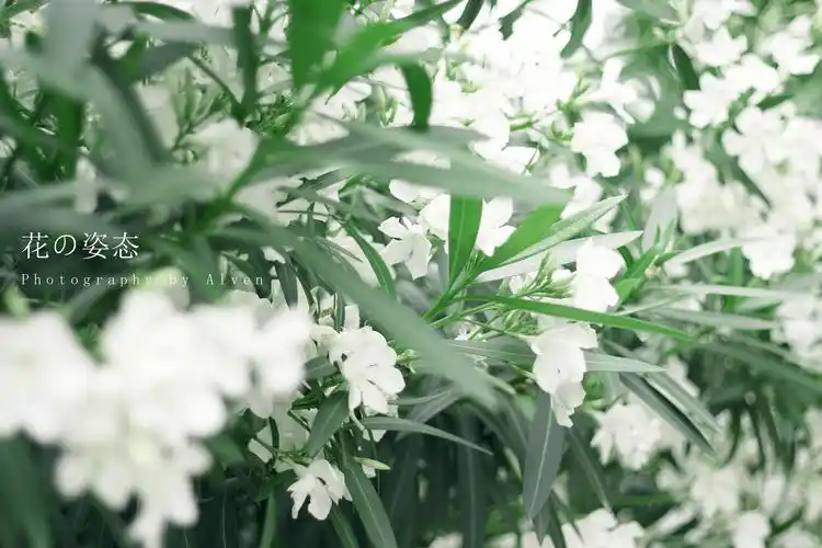 春天花意绿色唯美主题摄影