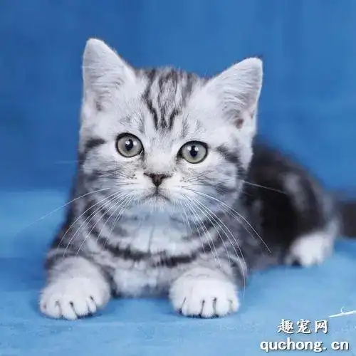 银虎斑的美国短毛猫详细介绍_趣宠网-手机版