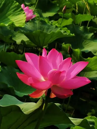 2000_2667竖版 竖屏