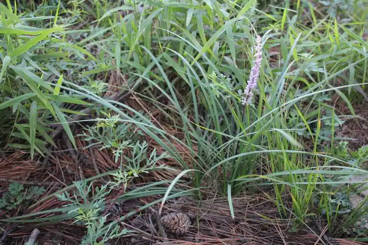 以上三张照片,为野生的.我把它定为"禾叶山麦冬",不知道对否?