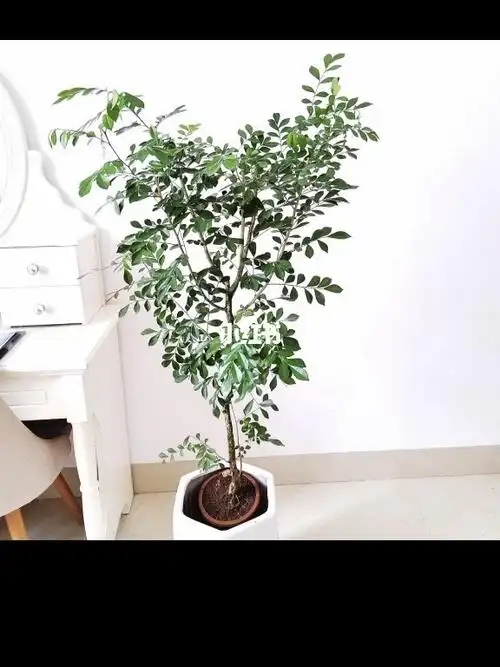 九里香七里香老桩盆栽室内阳台泽柔园艺