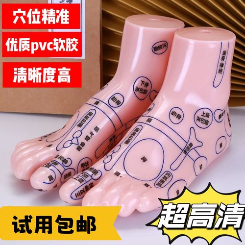 足部按摩模型人体穴位图脚丫足底反射区脚底经络足疗工具家用器材