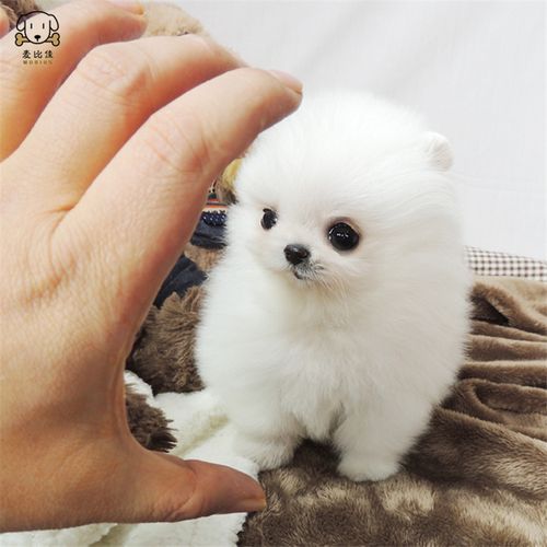 系球体博美俊介狗长不大茶杯犬玩具型迷你袖珍博美宠物狗微小体杯子狗