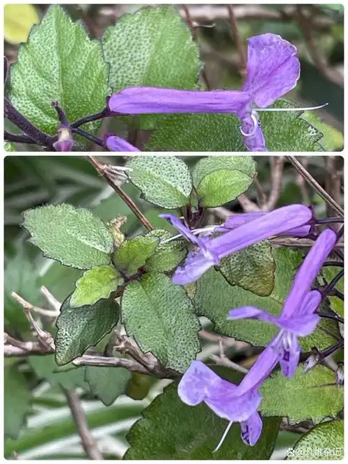 艾氏香茶菜～花卉新宠