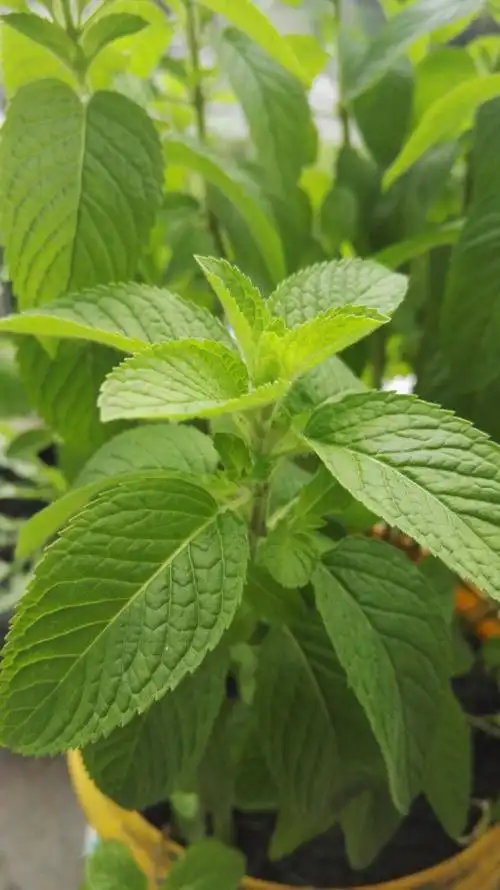 这个薄荷是食用的吗?它能吃吗?