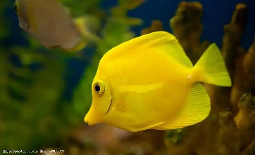 关键词:热带小丑鱼 唯美 动物 可爱 生物 鱼 海鱼 热带鱼 摄影 生物