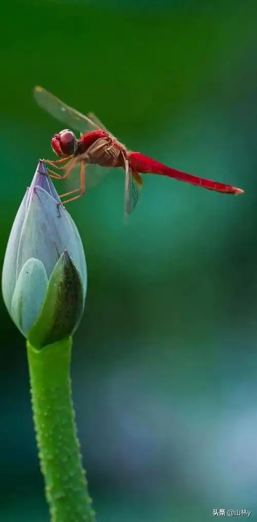 世界上最漂亮的蜻蜓,色彩斑斓,美极了!