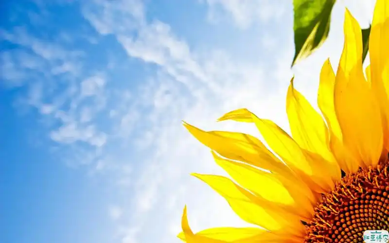 花语是未来可期的花(什么花寓意着美好的未来)