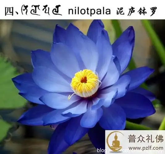 五种佛教的莲花