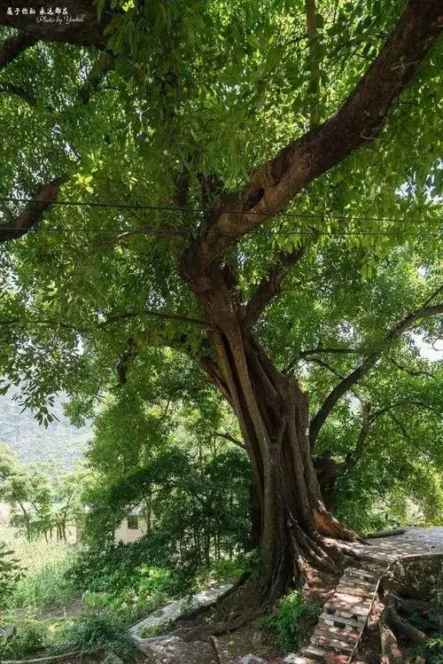 一棵千年古榕,枝繁叶茂,静静地守候着世世代代居住在这里的布衣人家