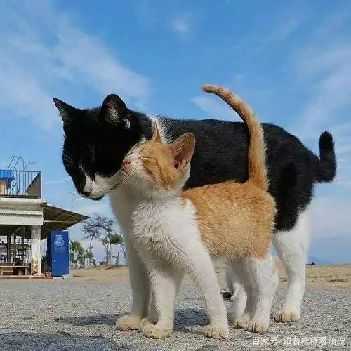 猫咪之间的问候也就是互相蹭蹭亲亲依偎在一起,超幸福的感觉!