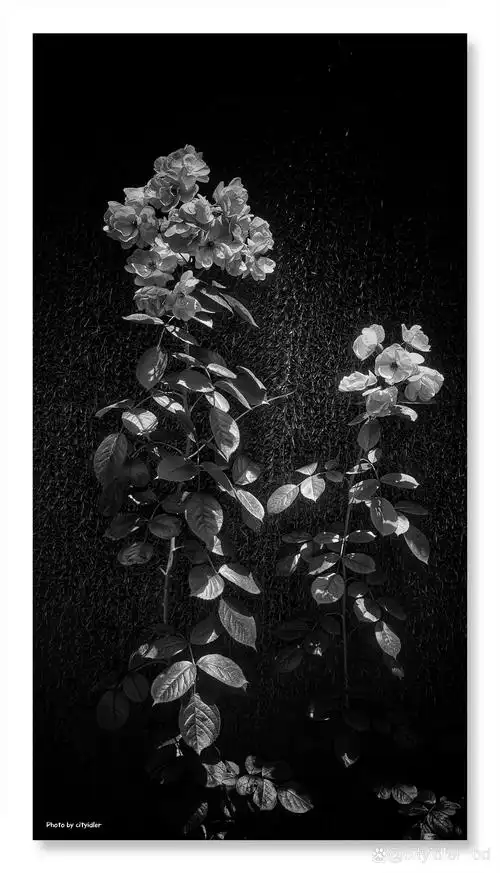 95  这张黑白玫瑰花丛的照片,简直美到让人窒息!
