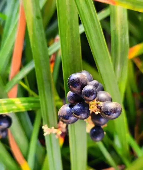 园林绿化带里的中草药山麦冬