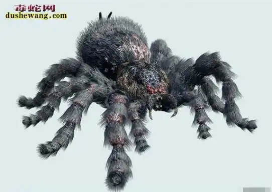 【怪物蜘蛛】揭秘怪物蜘蛛是一个什么生物?