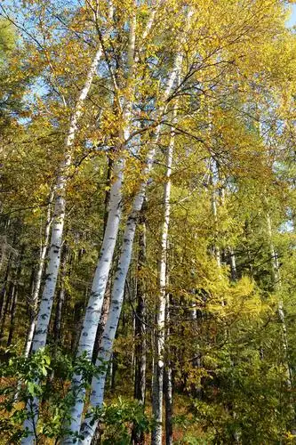 白桦情(第四版)2018.9东北