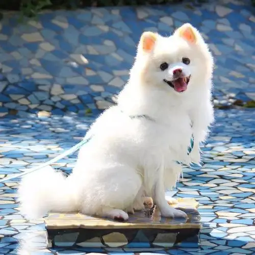 可爱的小狗maru,趁着阳光明媚去踏青是最开心的事情啦