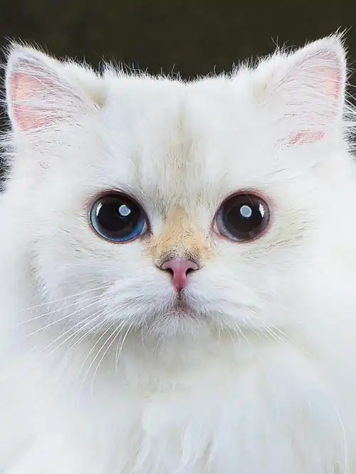 这个大眼睛太犯规了