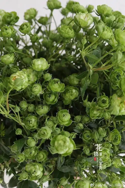 绿闪电月季绿闪电月季养殖方法