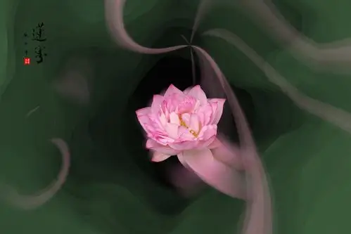 静心听花语《手机摄影》