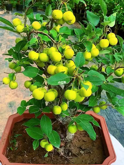 长寿果海棠盆景