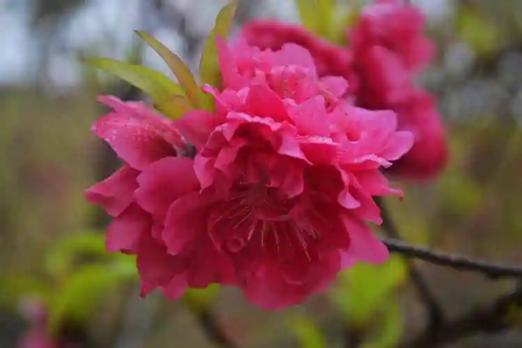 杏花盛开红艳艳