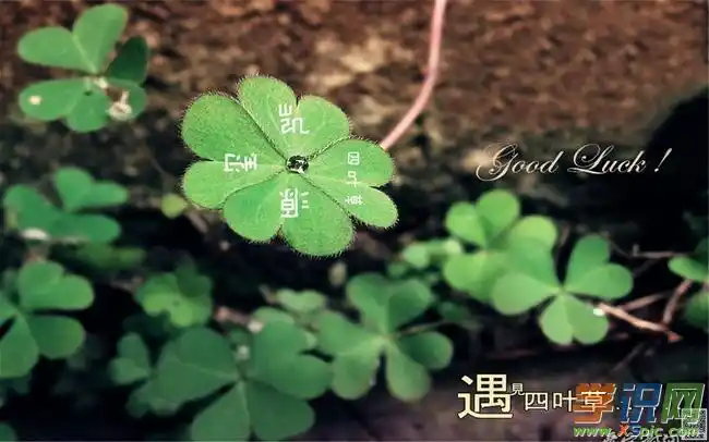 四叶草图片大全(粉色四叶草图片大全)