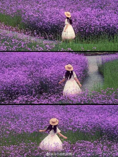 杭州的紫色花海