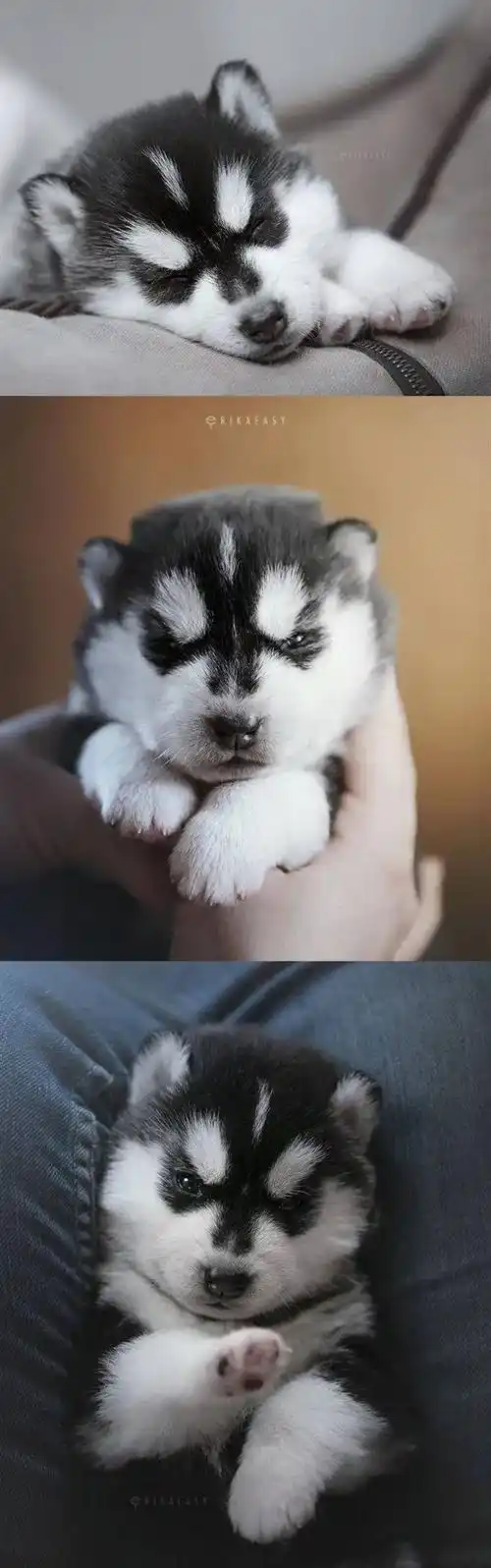 哈士奇小时候也是一堆奶乎乎的小毛团子想rua