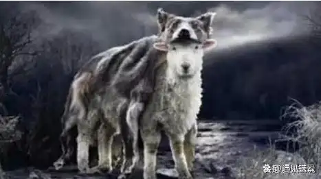 买办之辩:"披着羊皮的狼"和"披着狼皮的羊"