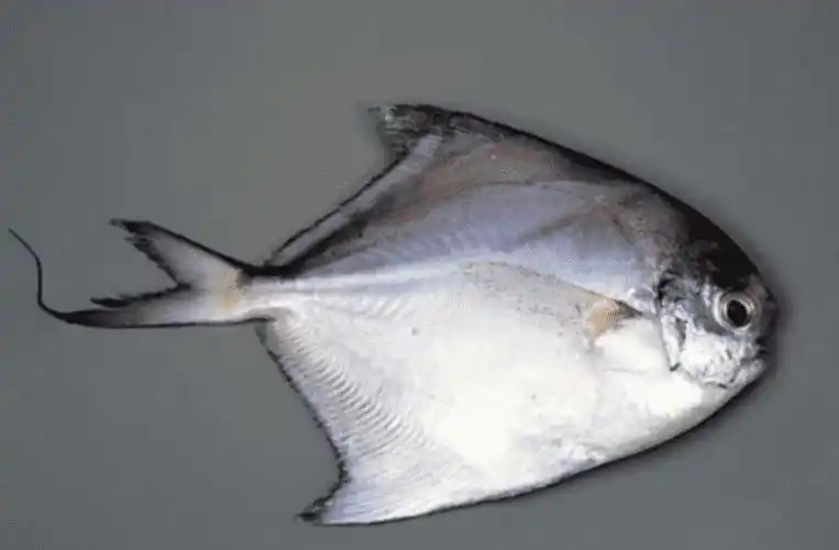 扁扁的海鱼是什么鱼