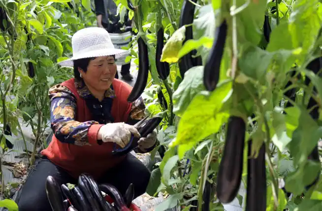 种茄子,想优质高产,学会这招很关键,农民知道吗?_种植户_进行_疫病