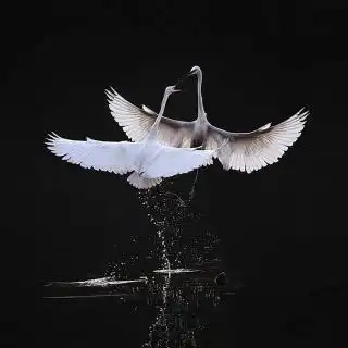 【婚礼台词】在线收听_千纸鹤之声_荔枝