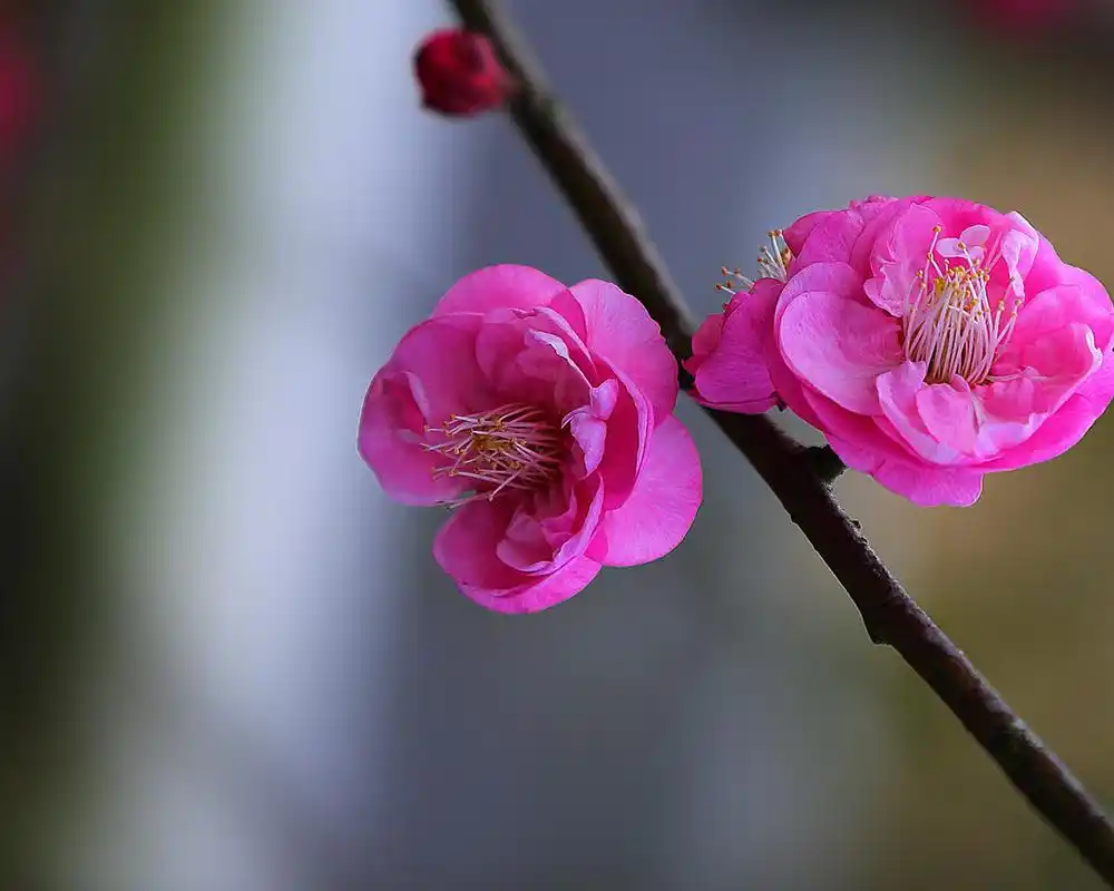 凌风傲雪的美艳梅花摄影图片桌面壁纸