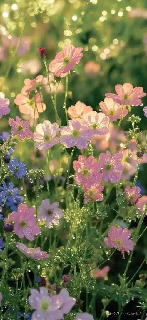 专属于你的唯美治愈系壁纸～春风十里 不如悦己脚踏实