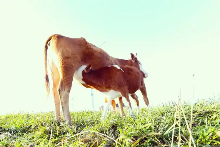 最伟大的动物——牛牛牛