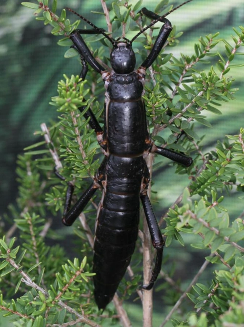 活化石篇章树龙虾
