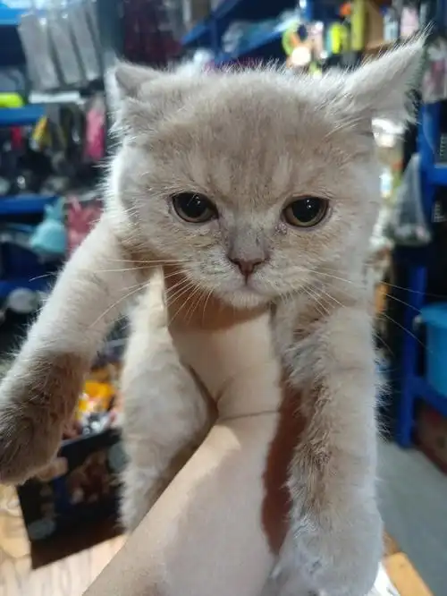 福州英短美短蓝猫