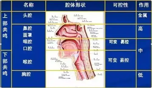 高音共鸣区,即头腔,鼻腔共鸣,音流通过该区共鸣,可以获得高亢响亮的