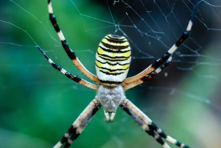 大蜘蛛特写图片1600x900分辨率查看